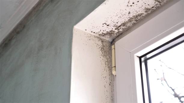 Best Certified Mold Removal  in Aledo, IL