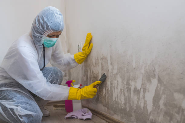 Best Crawl Space Mold Removal  in Aledo, IL
