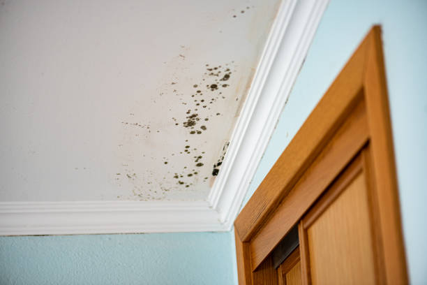 Best Emergency Mold Removal  in Aledo, IL