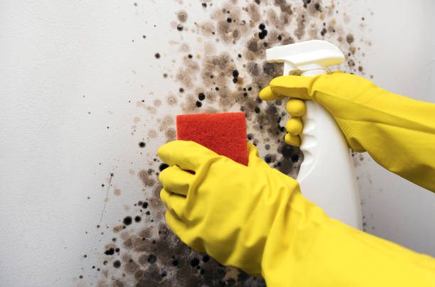 Best Black Mold Removal  in Aledo, IL