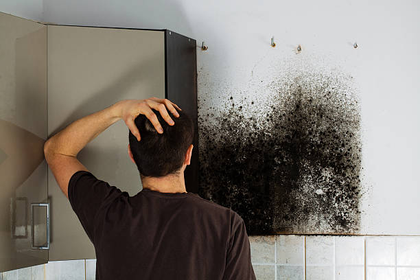Best Mold Removal and Inspection  in Aledo, IL
